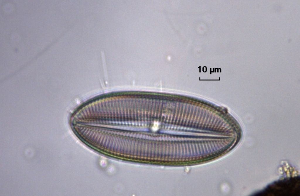 Se poteste dare un giudizio.